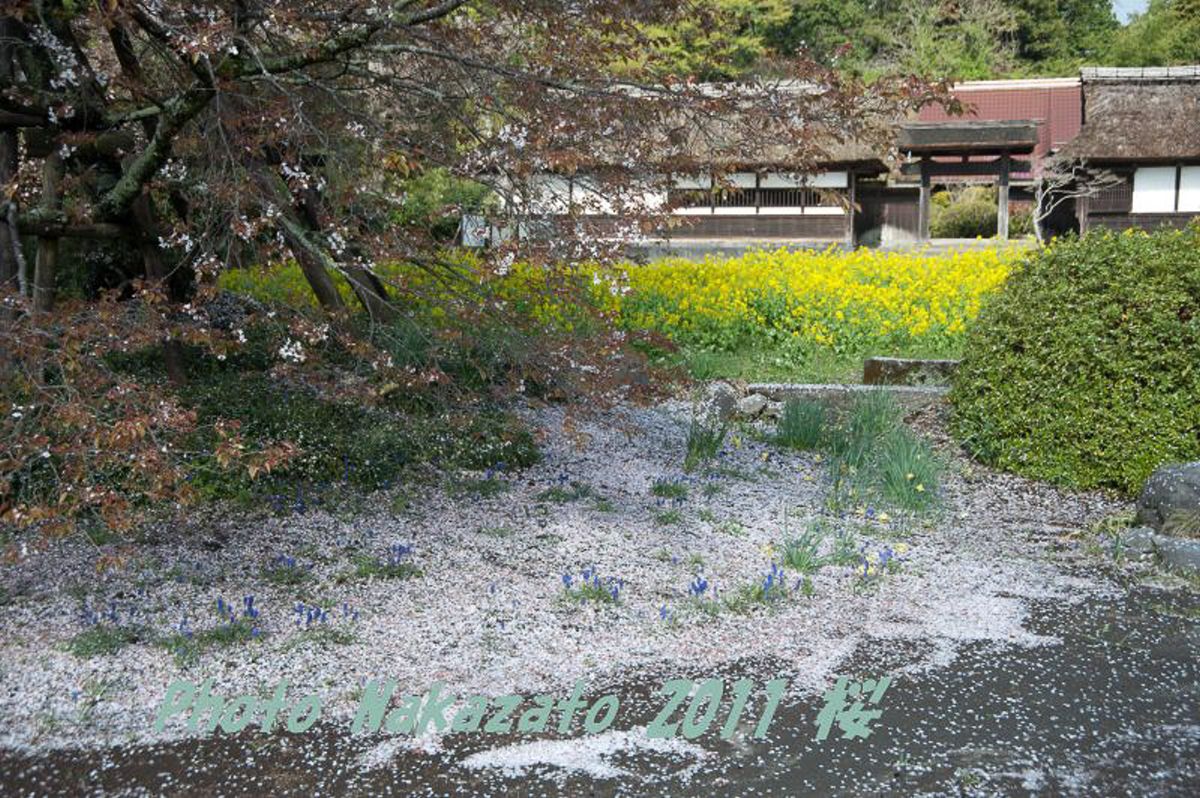 狩宿の下馬桜